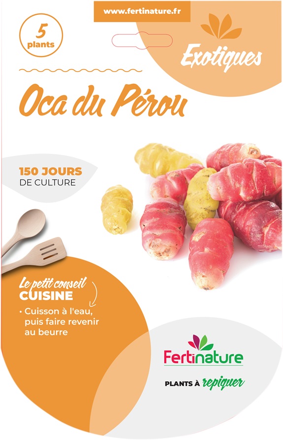 Chromo Oca du Perou 2021