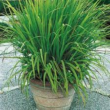 visuel-lemongrass.jpg