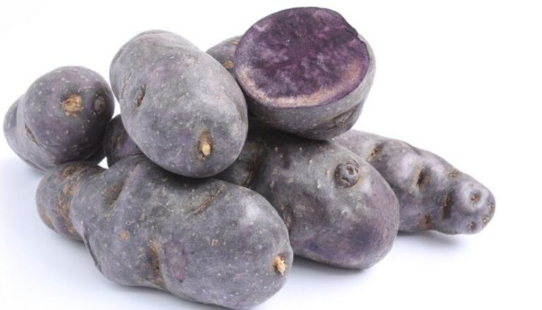 vitelotte.